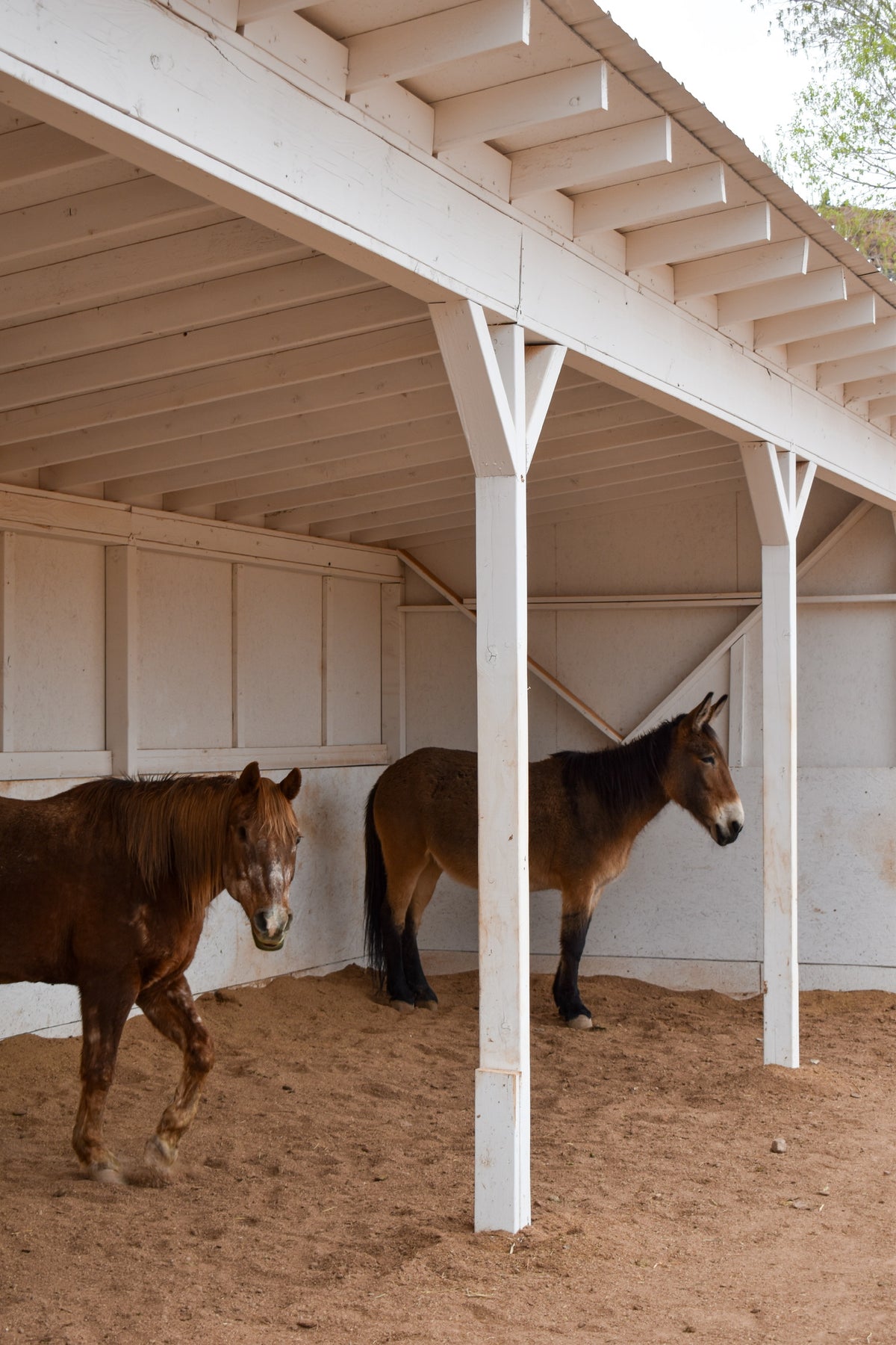 Two horses standing in a covered horse stable with white wooden posts and beams over a sandy brown ground.