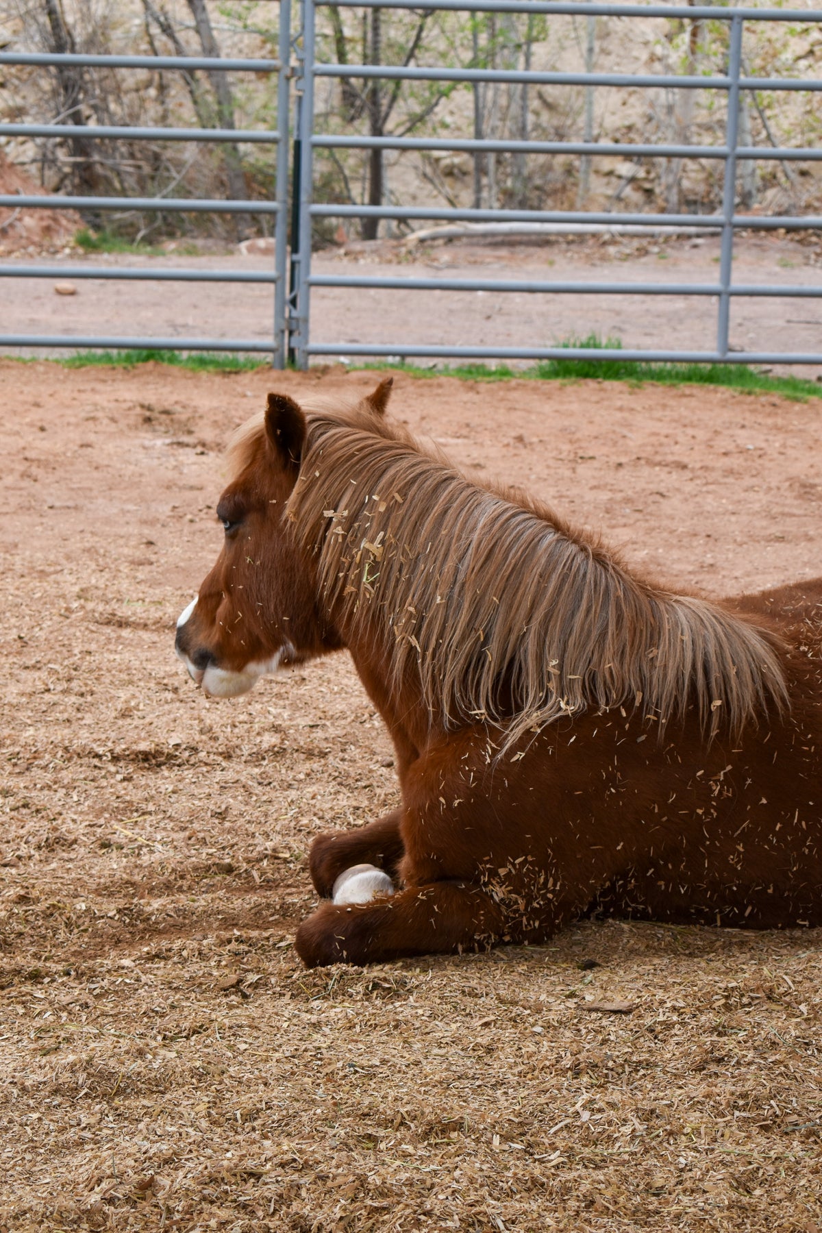 A brown horse lying down in a dirt paddock with a metal gate and trees in the background.