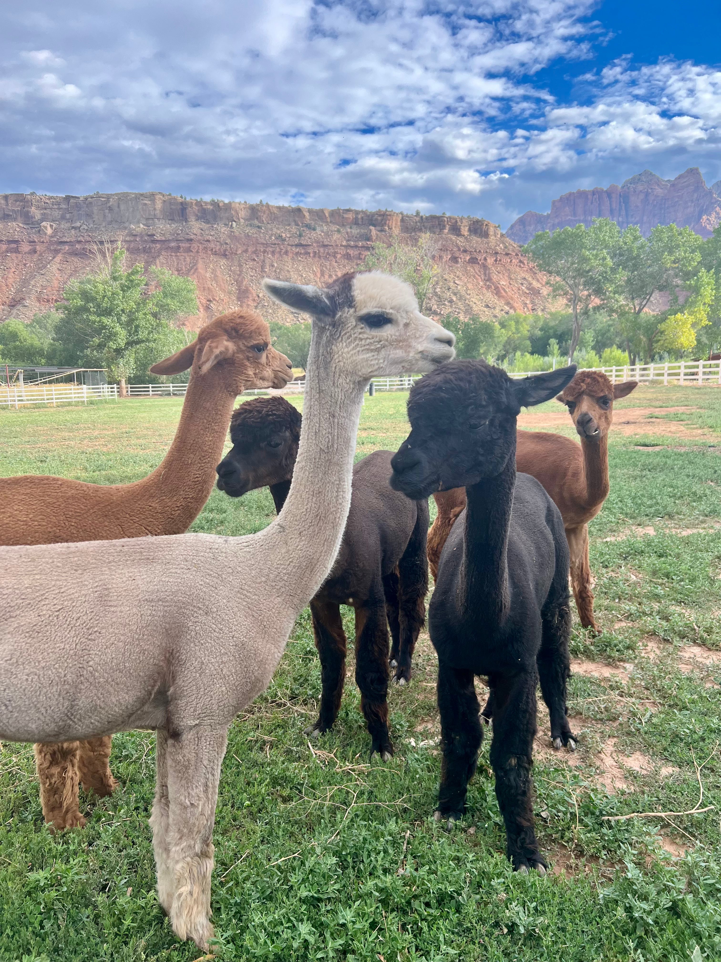 Alpacas
