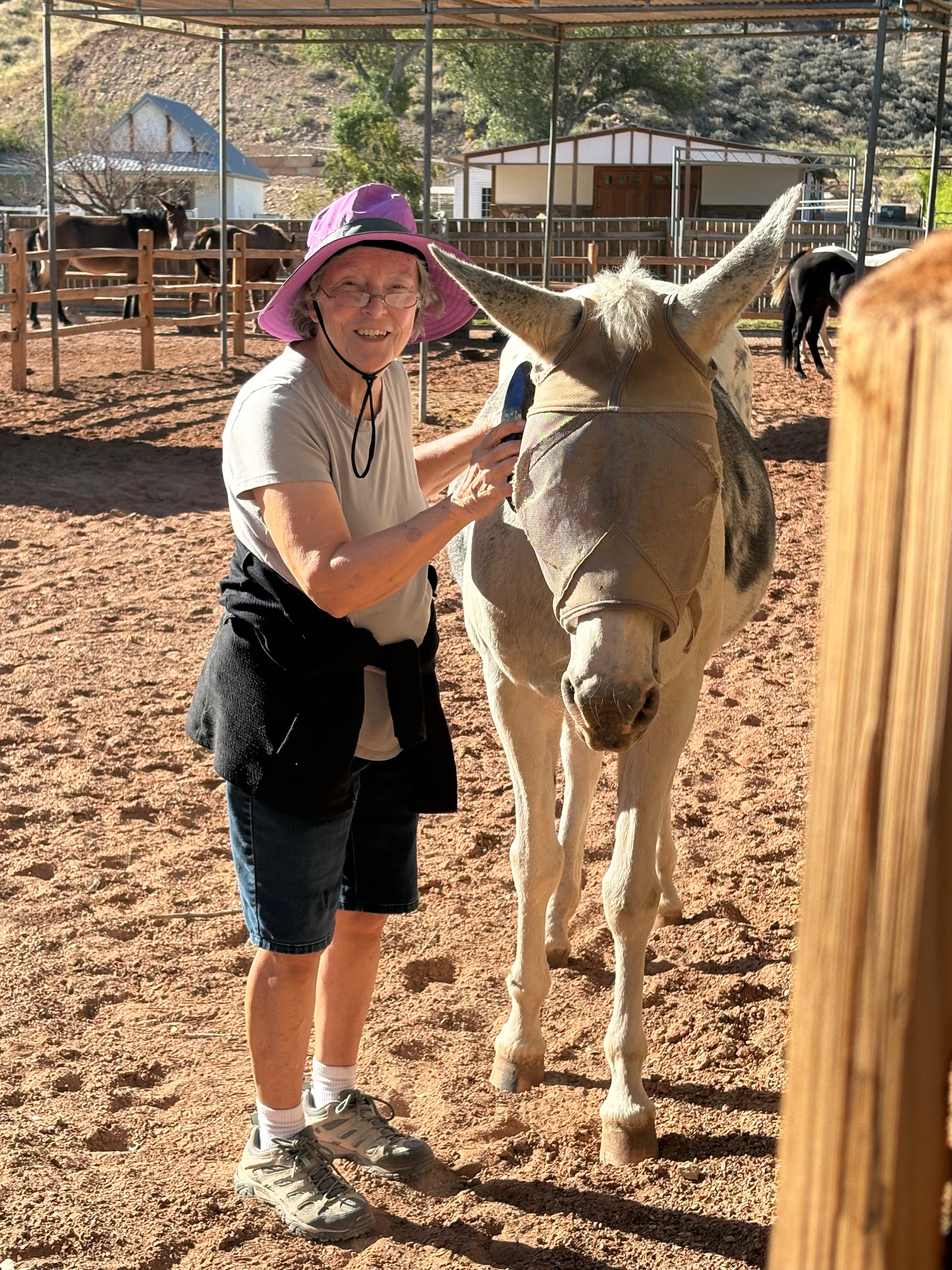A woman wearing a purple sun hat, gray t-shirt, and dark shorts stands in a dusty outdoor ranch setting next to a light gray donkey, holding a small blue handheld device near the donkey's face.