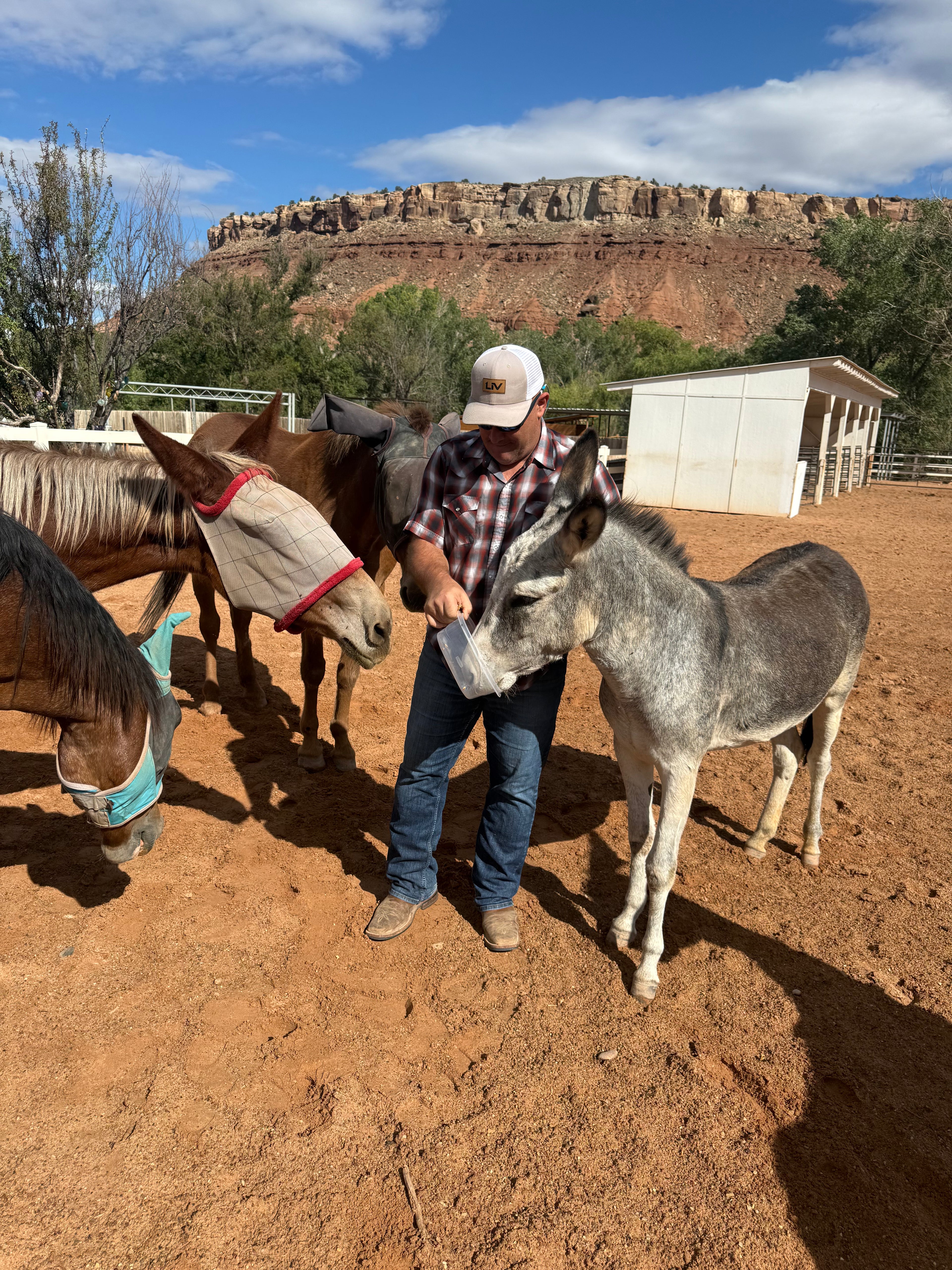 A man in a white cap and plaid shirt stands in a dusty outdoor ranch setting, feeding a gray donkey while other horses are visible nearby. A small white shed and a rocky desert cliff are in the background under a blue sky with clouds.