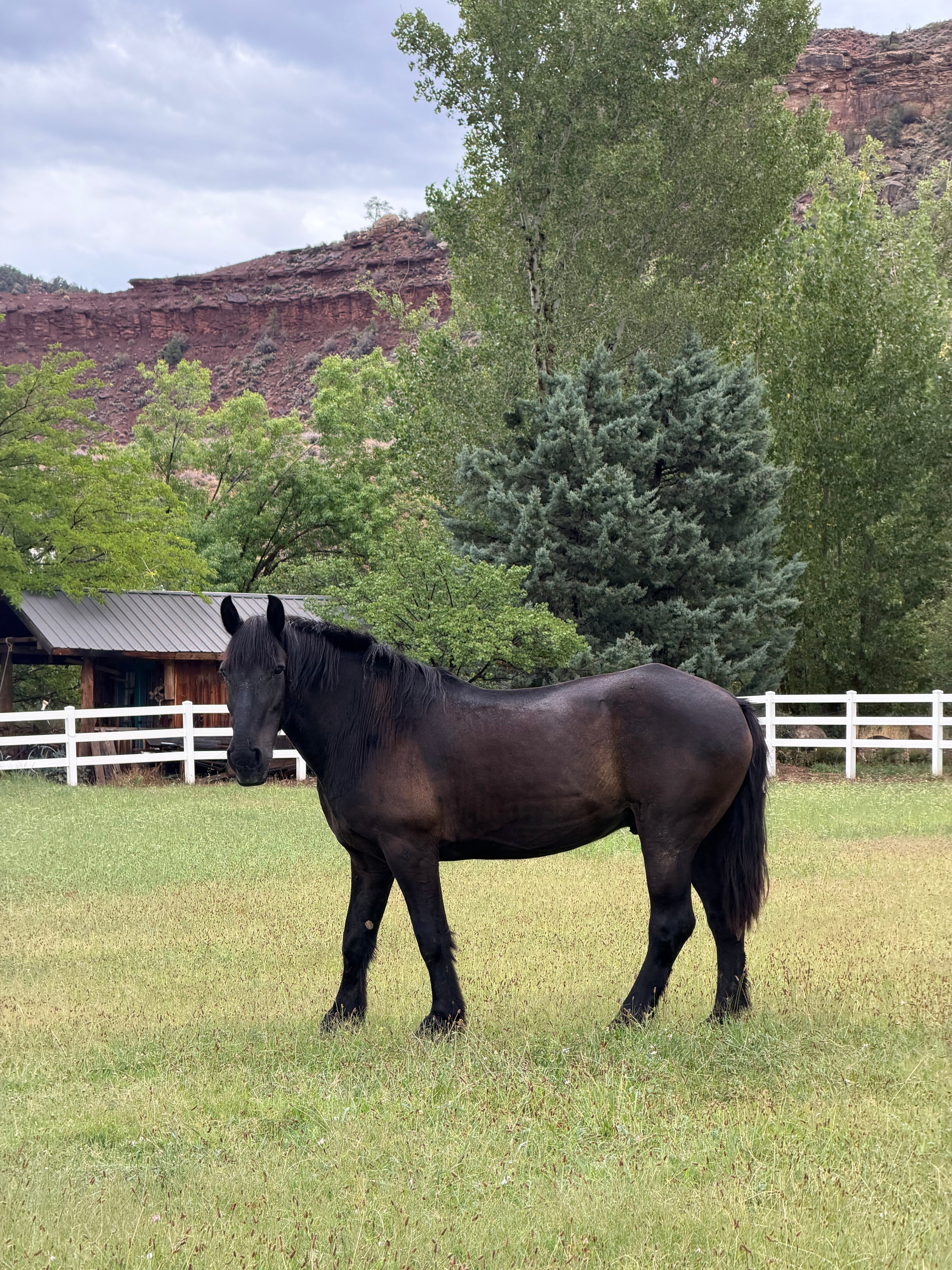 Samson