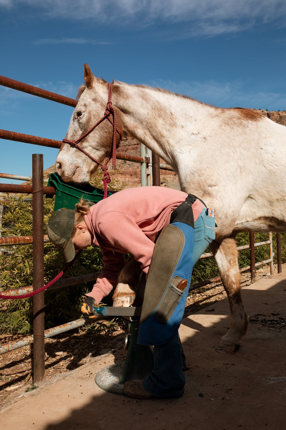 A person in a pink sweatshirt and blue jeans bends down next to a white horse with brown patches, standing in an outdoor stable with metal fencing and a blue sky in the background.