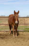 Gertie