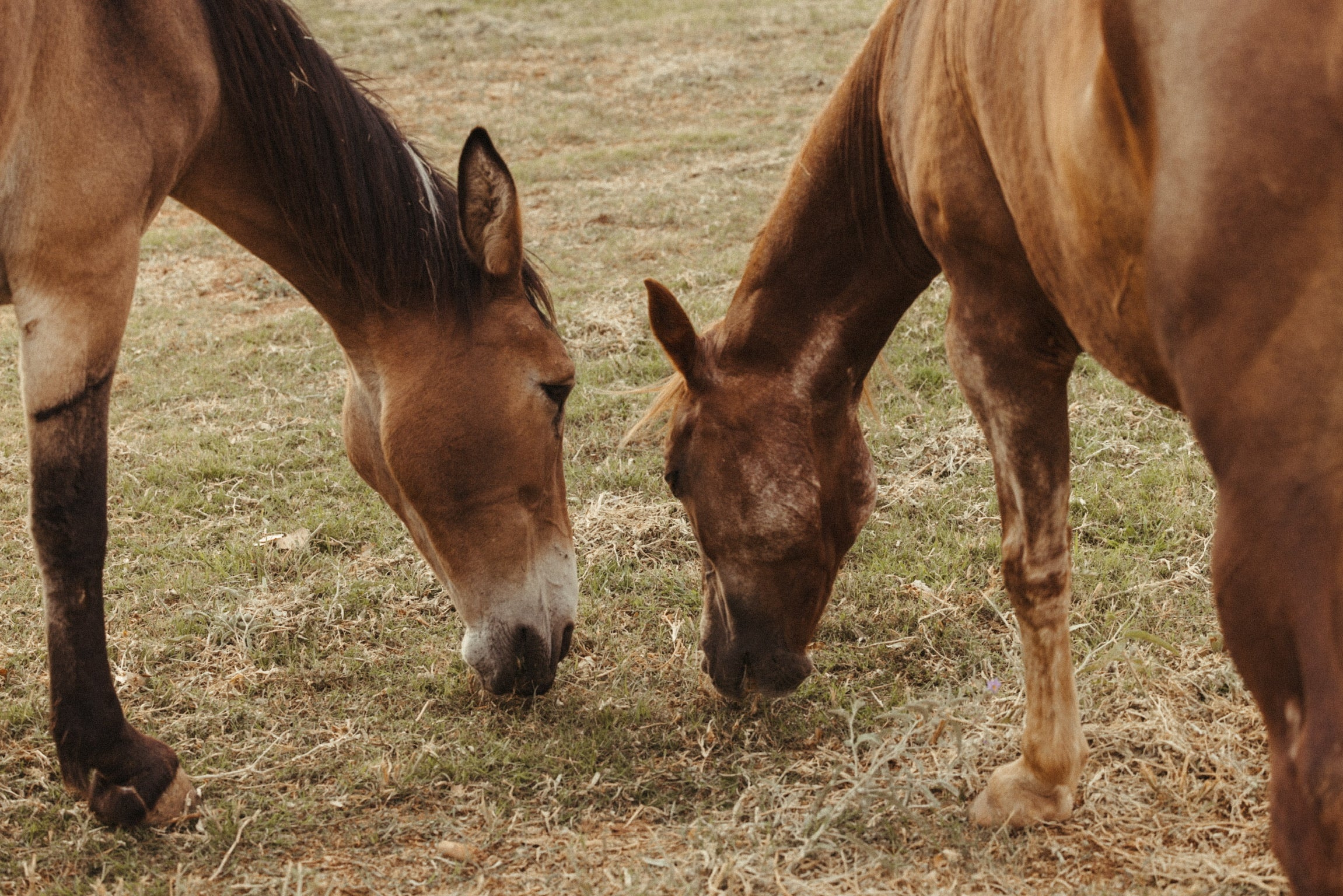 Two brown horses grazing in a dry grassy field.