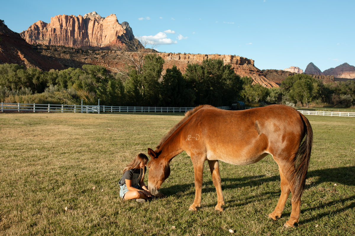 A brown horse stands in a grassy field near a person sitting on the ground, with trees and large red rock desert mountains in the background under a blue sky.