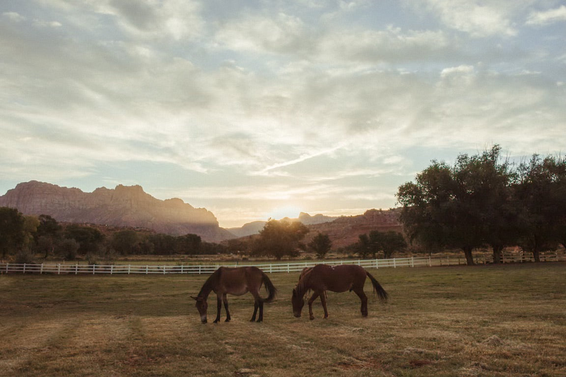 Two horses graze in a sunlit ranch field with white fencing, trees, and red rock mountains under a cloudy sky at sunset.